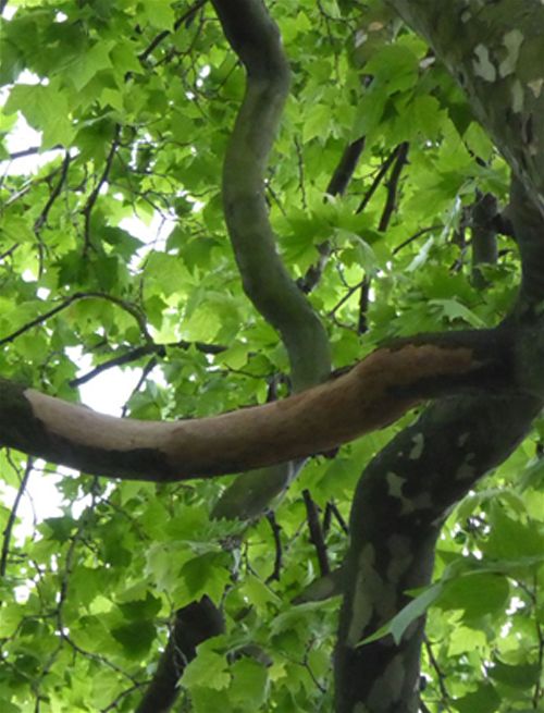  Similar barkless sections of branch high up in the crown of plane as seen from the ground.